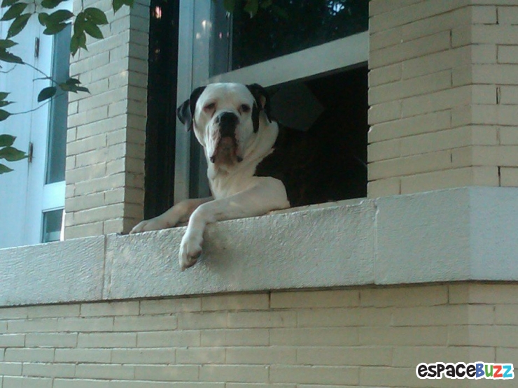 Illustration de l'article : 15 animaux qui attendent patiemment (ou très impatiemment) leurs maîtres