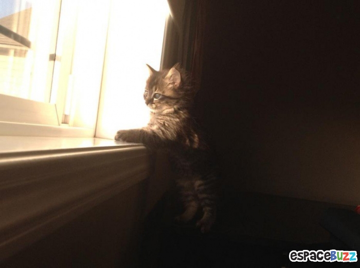 Illustration de l'article : 15 animaux qui attendent patiemment (ou très impatiemment) leurs maîtres