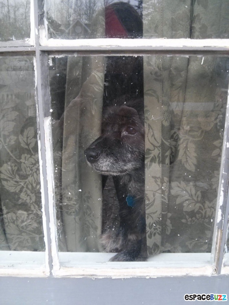 Illustration de l'article : 15 animaux qui attendent patiemment (ou très impatiemment) leurs maîtres