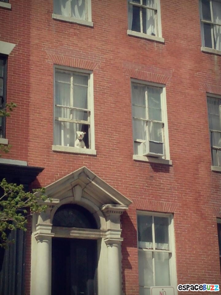 Illustration de l'article : 15 animaux qui attendent patiemment (ou très impatiemment) leurs maîtres