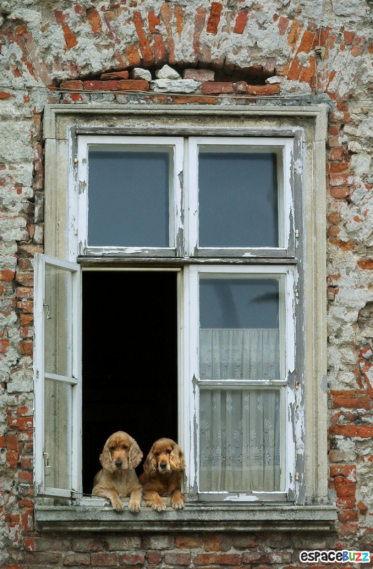 Illustration de l'article : 15 animaux qui attendent patiemment (ou très impatiemment) leurs maîtres