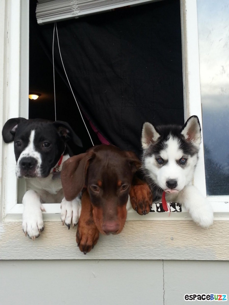 Illustration de l'article : 15 animaux qui attendent patiemment (ou très impatiemment) leurs maîtres