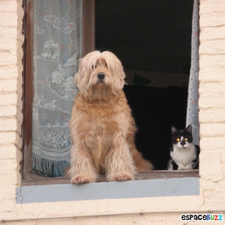 Illustration de l'article : 15 animaux qui attendent patiemment (ou très impatiemment) leurs maîtres