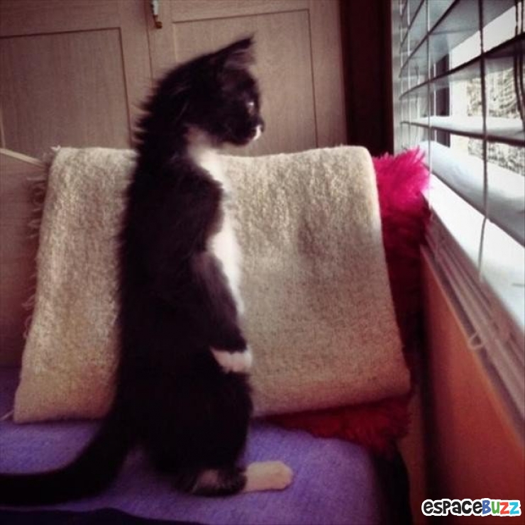 Illustration de l'article : 15 animaux qui attendent patiemment (ou très impatiemment) leurs maîtres