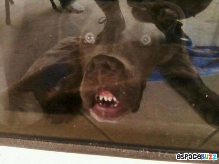 Illustration de l'article : 15 animaux qui attendent patiemment (ou très impatiemment) leurs maîtres