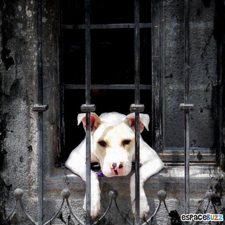 Illustration de l'article : 15 animaux qui attendent patiemment (ou très impatiemment) leurs maîtres