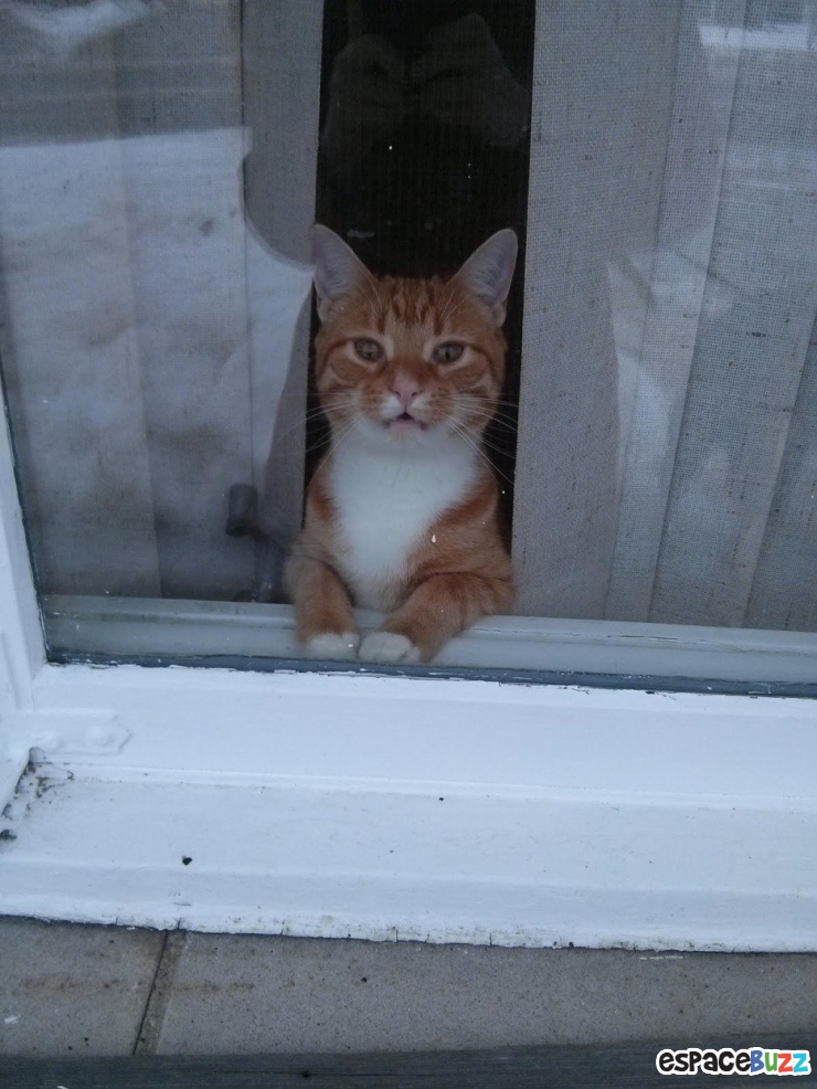 Illustration de l'article : 15 animaux qui attendent patiemment (ou très impatiemment) leurs maîtres