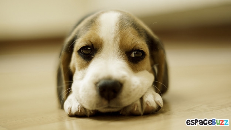 Illustration de l'article : Découvrez le Top 12 des photos de chiens les plus adorables