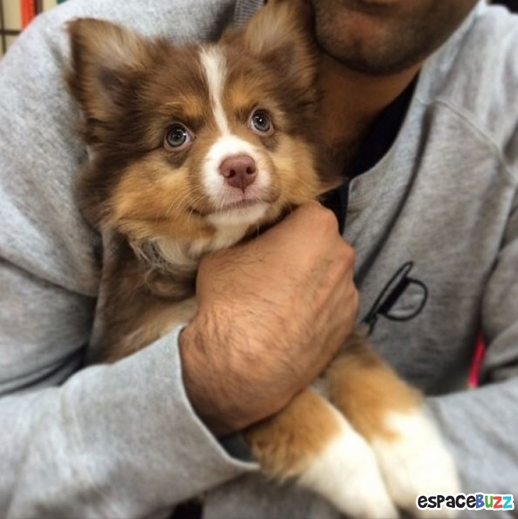 Découvrez le Top 12 des photos de chiens les plus adorables