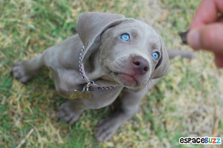 Illustration de l'article : Découvrez le Top 12 des photos de chiens les plus adorables