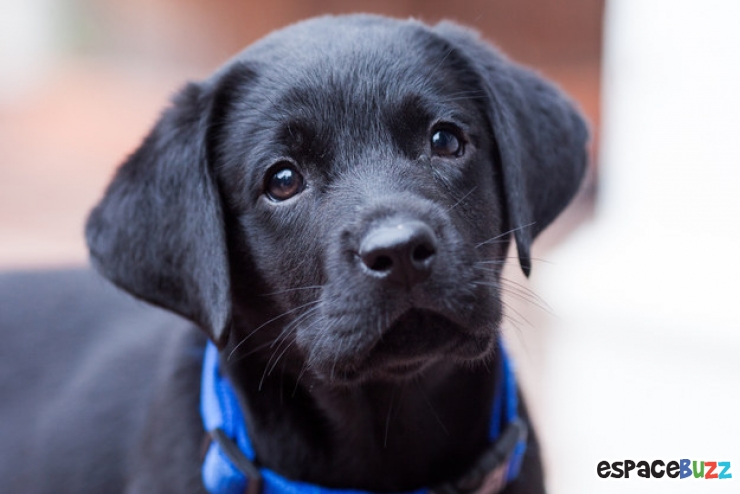 Illustration de l'article : Découvrez le Top 12 des photos de chiens les plus adorables