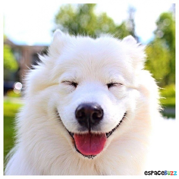 Illustration de l'article : Découvrez le Top 12 des photos de chiens les plus adorables