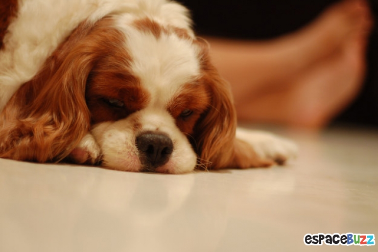 Illustration de l'article : Découvrez le Top 12 des photos de chiens les plus adorables