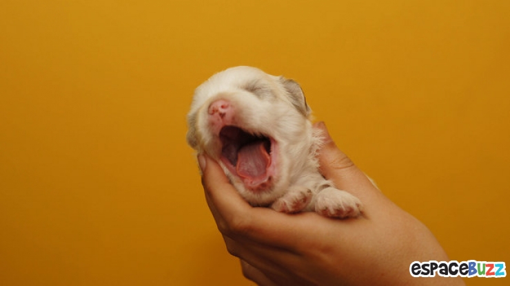 Illustration de l'article : Découvrez le Top 12 des photos de chiens les plus adorables