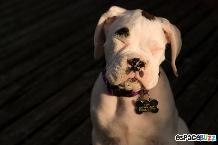 Illustration de l'article : Découvrez le Top 12 des photos de chiens les plus adorables