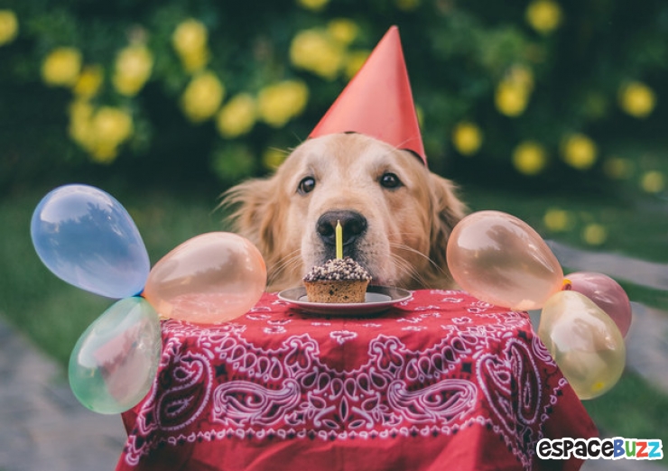 Illustration de l'article : Découvrez le Top 12 des photos de chiens les plus adorables