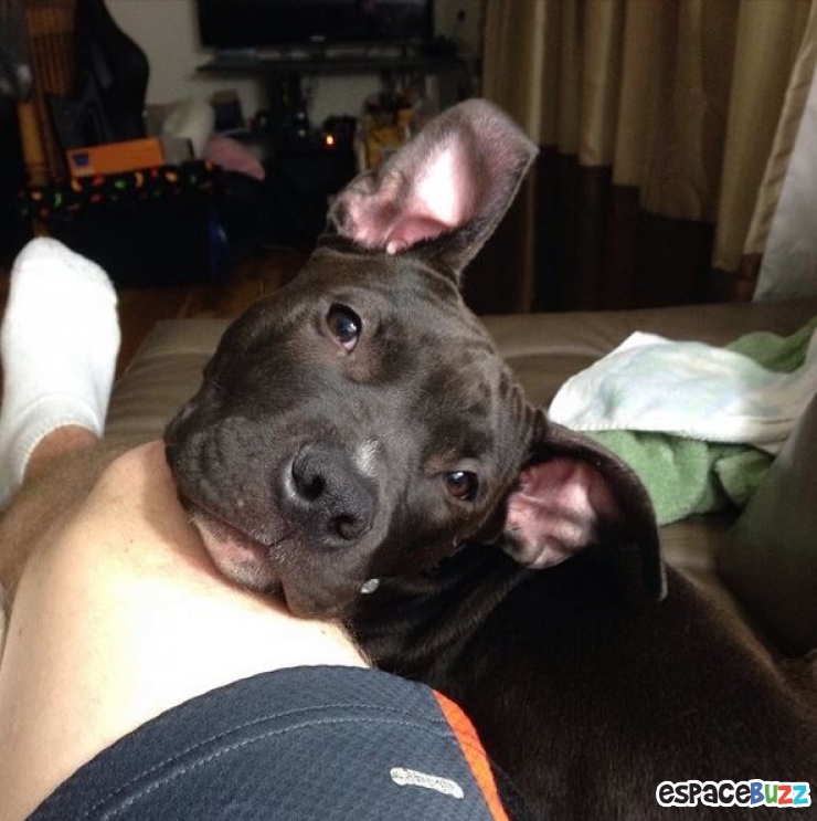 Illustration de l'article : D&eacute;couvrez le Top 12 des photos de chiens les plus adorables