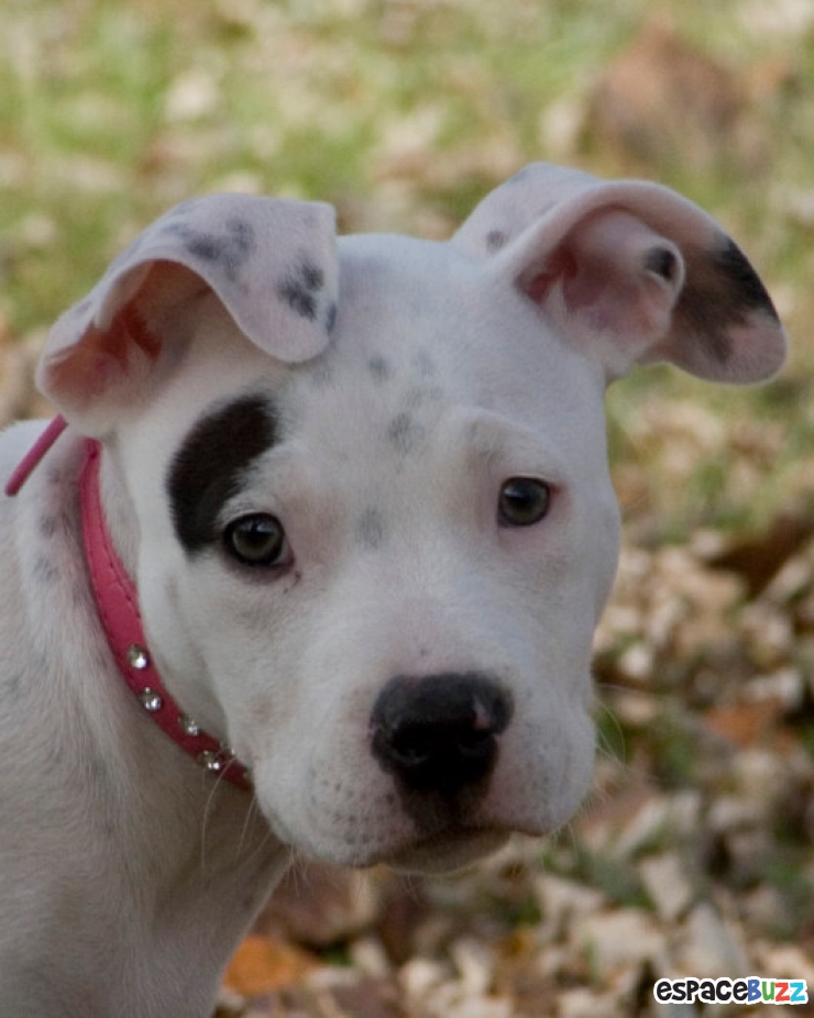 Illustration de l'article : Découvrez le Top 12 des photos de chiens les plus adorables