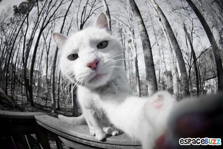 Illustration de l'article : Top 12 des chats en mode selfie!