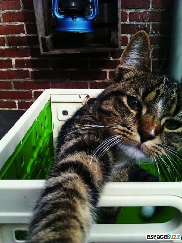 Illustration de l'article : Top 12 des chats en mode selfie!