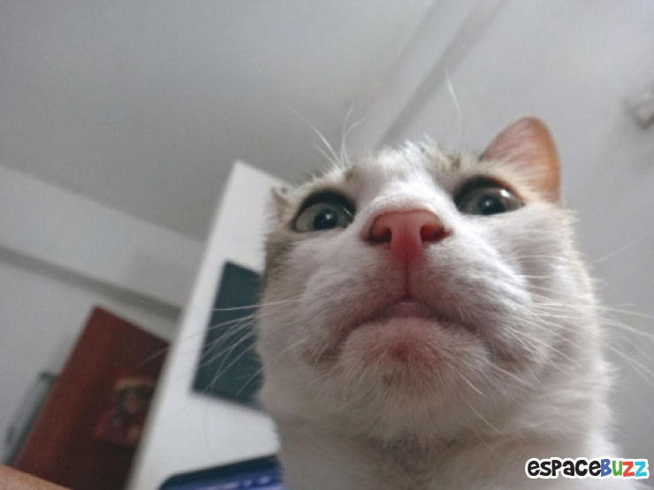 Illustration de l'article : Top 12 des chats en mode selfie!