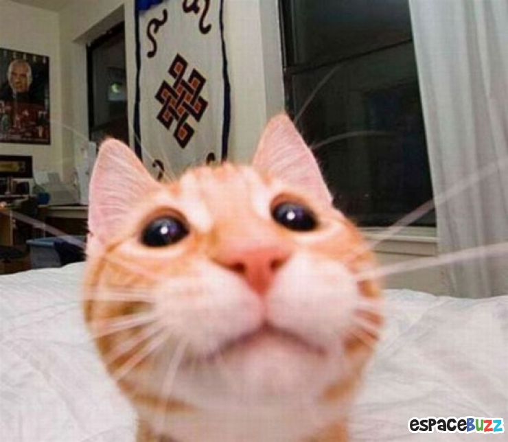 Illustration de l'article : Top 12 des chats en mode selfie!
