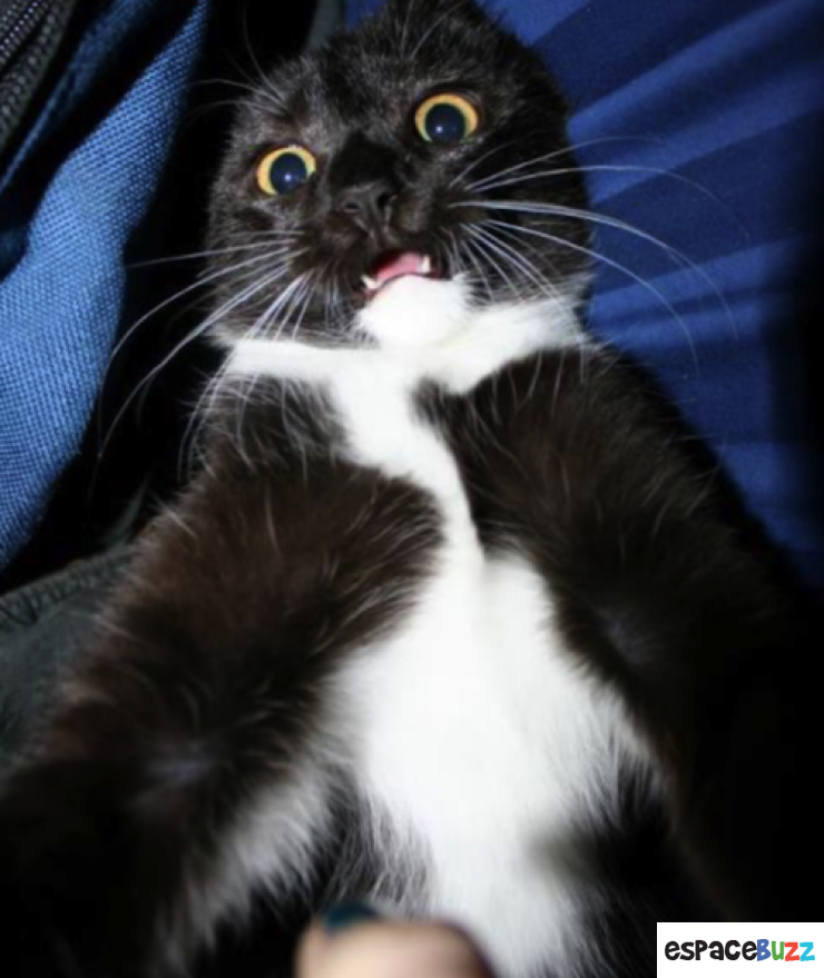 Illustration de l'article : Top 12 des chats en mode selfie!