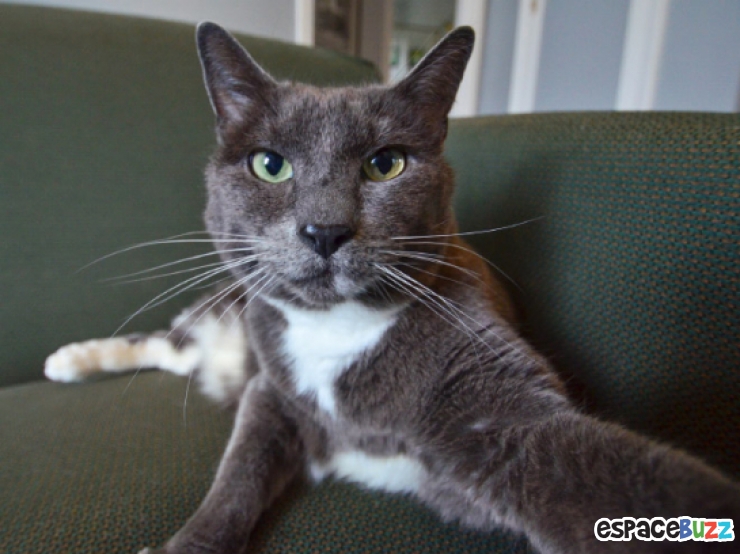 Illustration de l'article : Top 12 des chats en mode selfie!