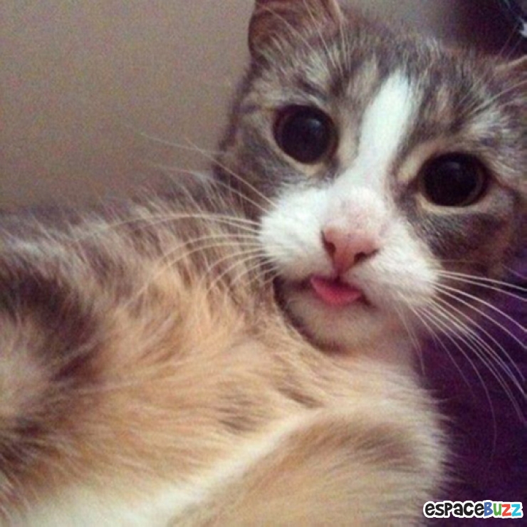 Illustration de l'article : Top 12 des chats en mode selfie!