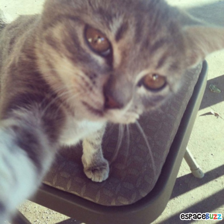 Illustration de l'article : Top 12 des chats en mode selfie!