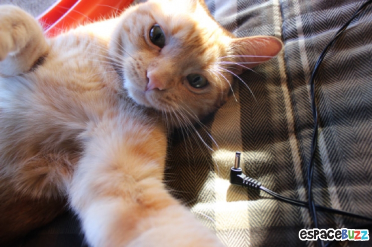 Illustration de l'article : Top 12 des chats en mode selfie!