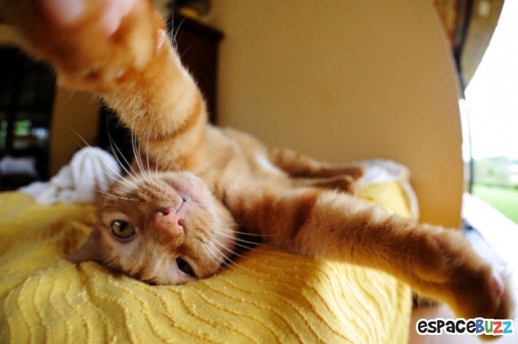 Illustration de l'article : Top 12 des chats en mode selfie!