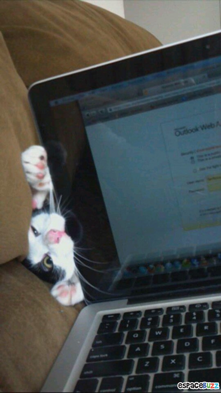 Illustration de l'article : Top 14 des animaux qui font leur petite crise de jalousie