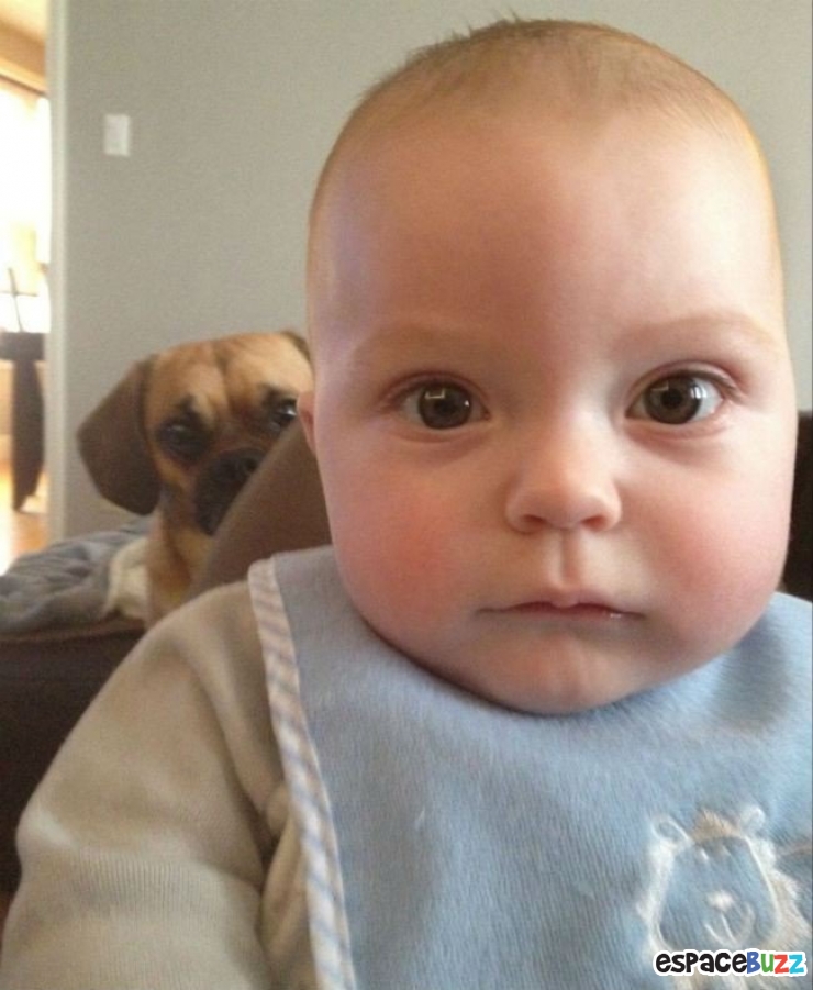 Illustration de l'article : Top 14 des animaux qui font leur petite crise de jalousie