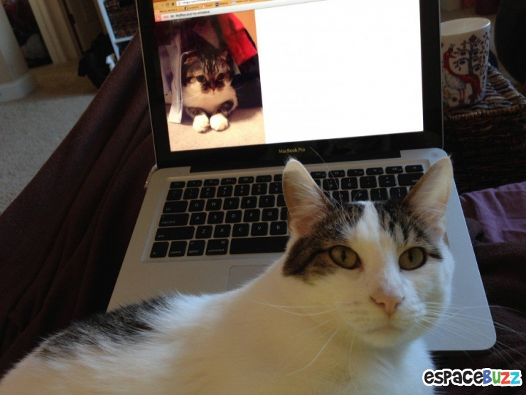 Illustration de l'article : Top 14 des animaux qui font leur petite crise de jalousie