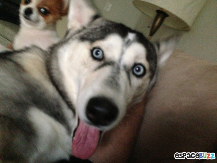 Illustration de l'article : Top 14 des animaux qui font leur petite crise de jalousie