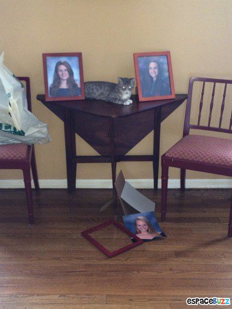 Illustration de l'article : Top 14 des animaux qui font leur petite crise de jalousie