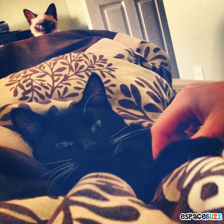 Illustration de l'article : Top 14 des animaux qui font leur petite crise de jalousie