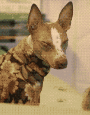 Illustration de l'article : Top 14 des animaux qui font leur petite crise de jalousie