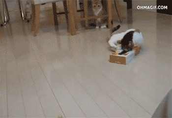 Illustration de l'article : Ils sont à bout et le font savoir : Top 10 des chats malmenés par la vie