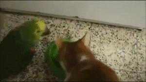 Illustration de l'article : Ils sont à bout et le font savoir : Top 10 des chats malmenés par la vie