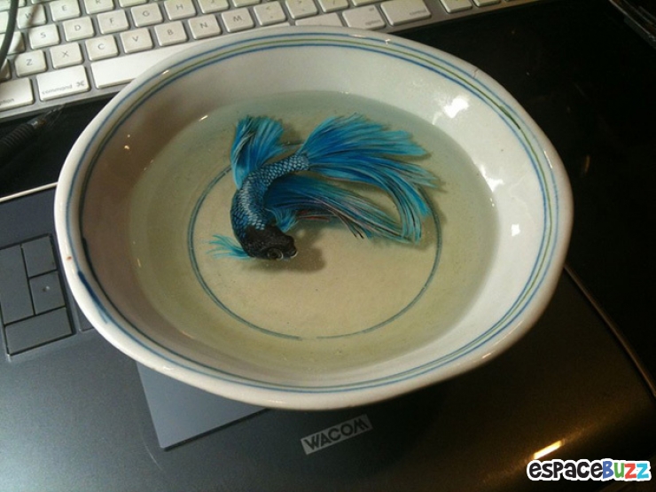 Illustration de l'article : Découvrez les incroyables poissons en 3D et en résine de Keng Lye