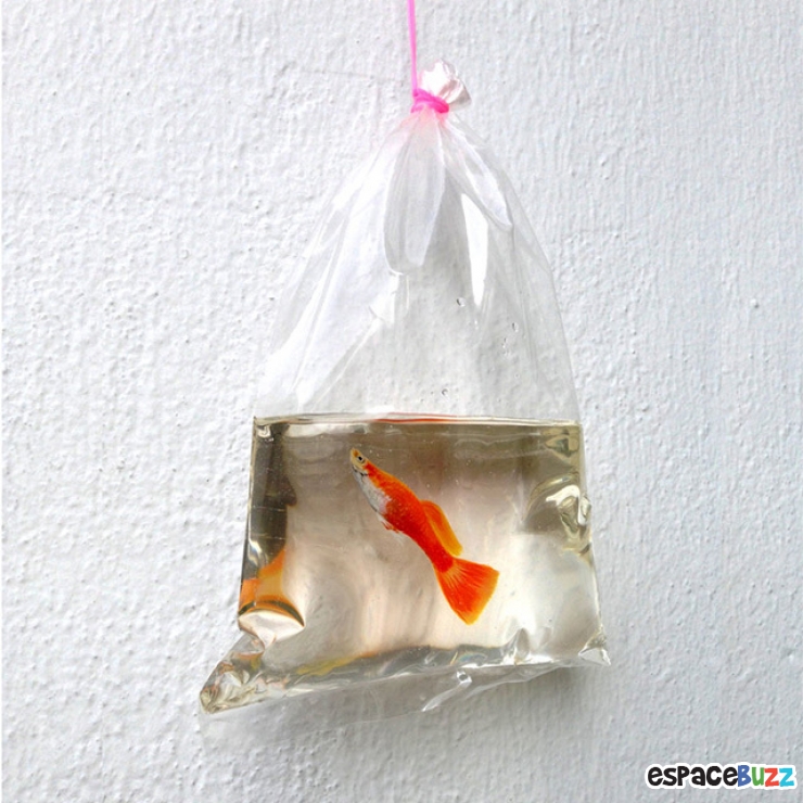 Illustration de l'article : Découvrez les incroyables poissons en 3D et en résine de Keng Lye