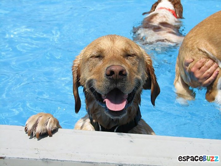 Illustration de l'article : Voici la pool party pour chiens