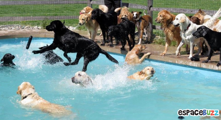 Illustration de l'article : Voici la pool party pour chiens