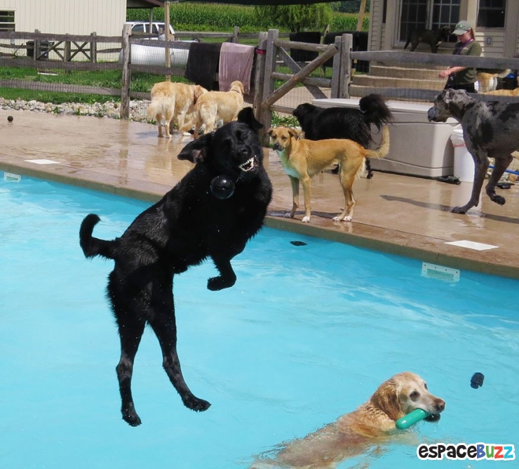 Illustration de l'article : Voici la pool party pour chiens
