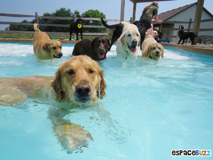 Illustration de l'article : Voici la pool party pour chiens