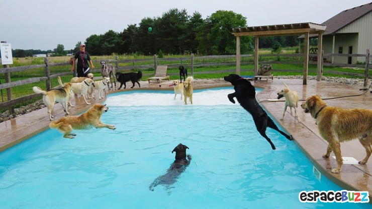 Illustration de l'article : Voici la pool party pour chiens