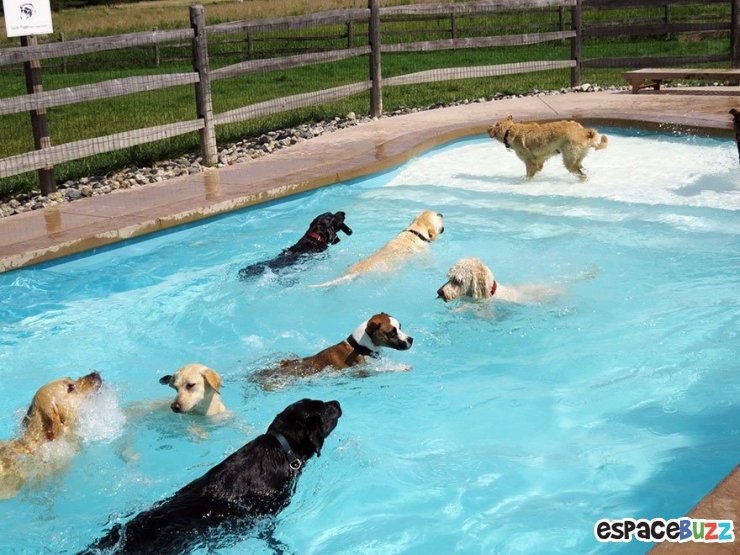 Illustration de l'article : Voici la pool party pour chiens