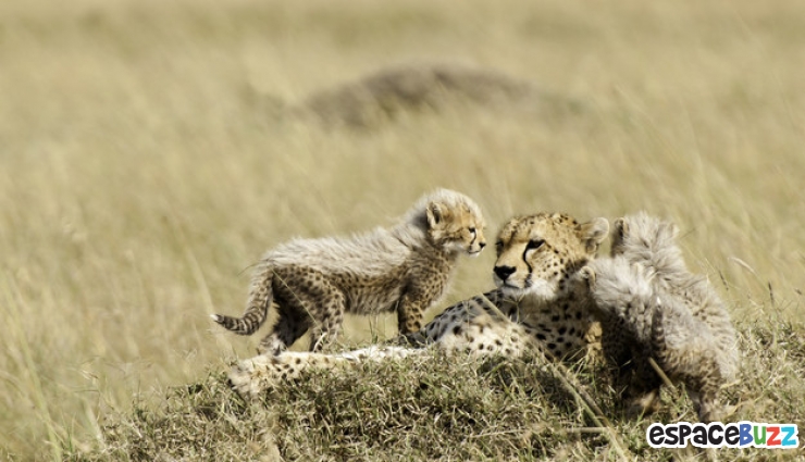 Illustration de l'article : Top 15 des animaux les plus adorables